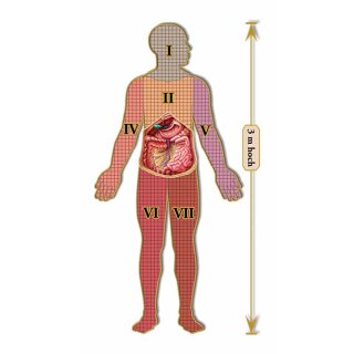 Dr. Livingstons Anatomiepuzzle: Der menschliche Bauch Teil 3 (DE)