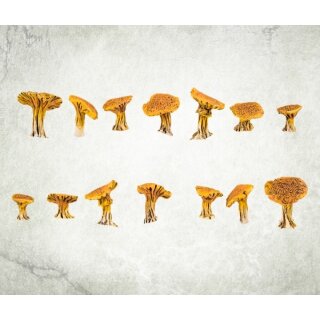 Dark Forest Mushrooms (14)